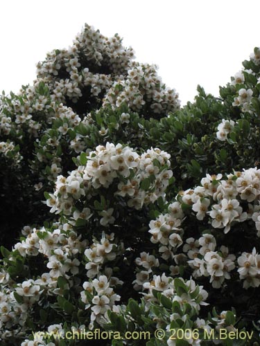 Image of Eucryphia cordifolia (Ulmo). Click to enlarge parts of image.